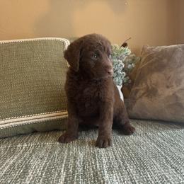 Ruby - Brown female Chesapeake Bay Retriever puppy in Ulen, Minnesota from North Wind Gundogs