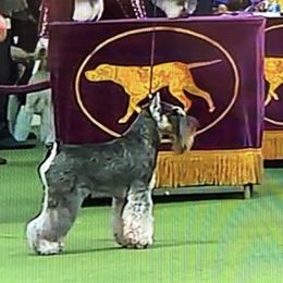 Miniature Schnauzers from ZRULES