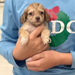 Tiny Gabbi - Red female Dachshund puppy in Richmond, Virginia from Irresistible Dachshunds