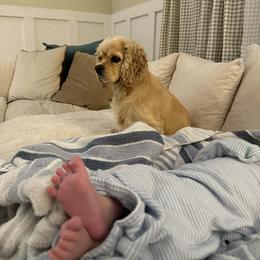 Axl - Cocker Spaniel