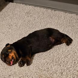 Barbie Vom Hause Pragacz aka futere Champ - Black and mahogany female Rottweiler puppy in Bartonsville, Pennsylvania from Karol's Rottweilers