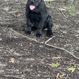 Cane Corso Puppies from Better Than You Cane Corso’s