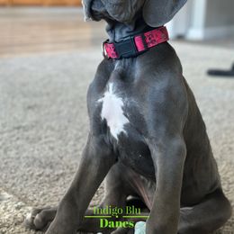 Miss Hot Pink - Blue Great Dane puppy in Monroe, Utah from Indigo Blu Danes