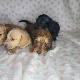 Dachshund Puppies from Far Far Away Dachshunds