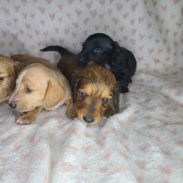 Dachshund Puppies from Far Far Away Dachshunds