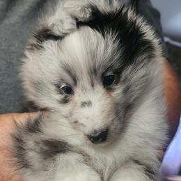 Shelly - Blue merle and white female Shetland Sheepdog puppy in Weedsport, New York from M&M Shelties and Smooch-A-Bulls English Bulldogs