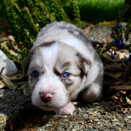 Feyre - Red merle female Miniature American Shepherd puppy in Damascus, Oregon from Rebel Soul Minis