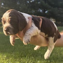 Phineas - Liver white and roan male English Springer Spaniel puppy in Stephens City, Virginia from Legendary Springers