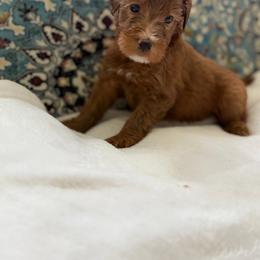 Boy 6 - Red male Whoodle puppy in Sebastian, Florida from Perri’s Whoodles