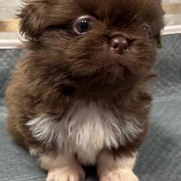 Full AKC Male 2 - Red male Pekingese puppy in Hustontown, Pennsylvania from Triple I Pekes