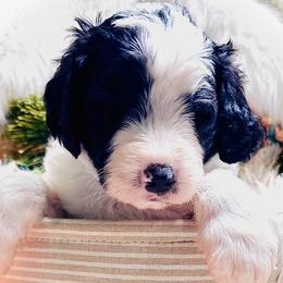 HOLLY - Black and white female Sheepadoodle puppy in Buffalo, Minnesota from Fur-ever Doodles
