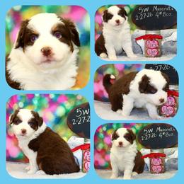 Maserati - Red tri male Toy Australian Shepherd puppy in Levelland, Texas from Once Upon a Time Aussies