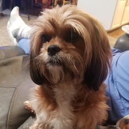 Leia - Companion Cross