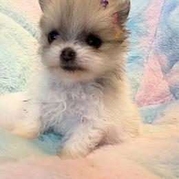 Pixie - Cream sable parti female Pomeranian puppy in Newport Beach, California from Exotic City Pomeranians and chihuahuas