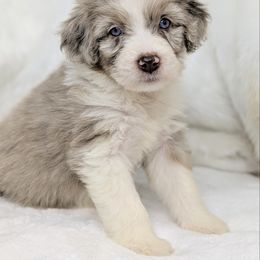 Beauty (Pink Collar) - Blue merle female Aussiedoodle puppy in Coulee City, Washington from Mr and Mrs Doodle Farm