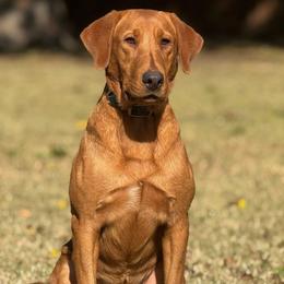 Dug - Labrador Retriever