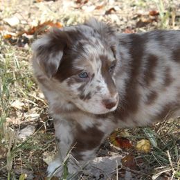 Moth - Australian Shepherd puppy in Kansas City, Kansas from Lazuli Australian Shepherds