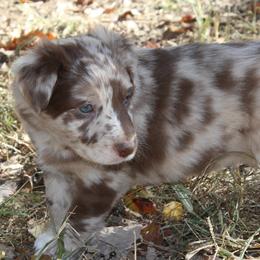 Moth - Australian Shepherd puppy in Kansas City, Kansas from Lazuli Australian Shepherds
