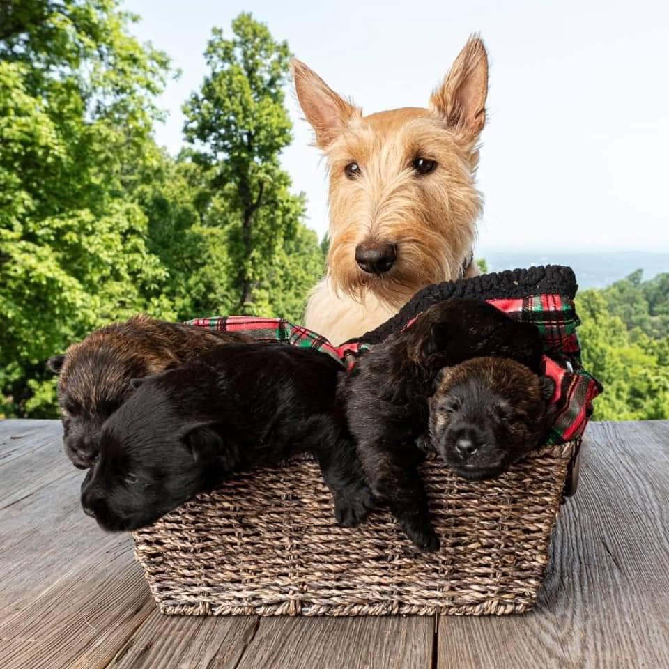 Vt Rfx Mcurrry Scotts in North Carolina | Scottish Terrier puppies | Good Dog
