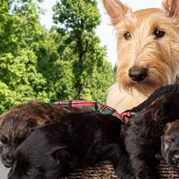 Scottish Terriers from Mcurrry Scotts