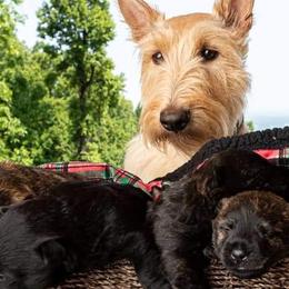 Scottish Terriers from Mcurrry Scotts