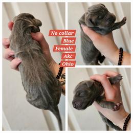 Girl 1 - Blue female Great Dane puppy in Doylestown, Ohio from Dana's Danes