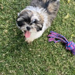 Shih Tzu Puppies from Willow Lane Shih Tzus