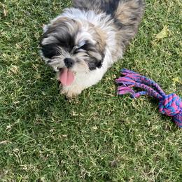 Shih Tzu Puppies from Willow Lane Shih Tzus
