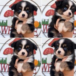 Midnight - Black tri male Miniature Australian Shepherd puppy in Buchanan, Georgia from Stanleyville Farm Mini Aussies