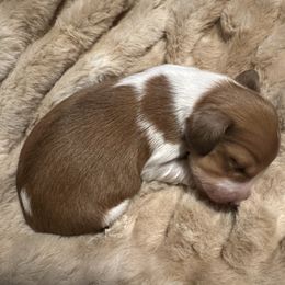 Girl 1 - Red Dachshund puppy in Waco, Texas from Kairos Meadows Kennel AKC