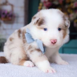 Atlas - Red merle male Australian Shepherd puppy in Georgetown, Texas from River Reign Australian Shepherds