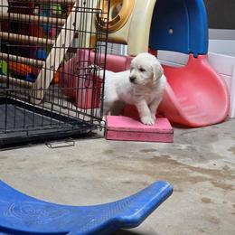 Kiara Boy 3 - Golden male Golden Retriever puppy in Niles, Michigan from Christiana Creek Goldens