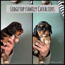 Black - Black and tan male Cavalier King Charles Spaniel puppy in Greenleaf, Wisconsin from Ledgetop Family Cavaliers