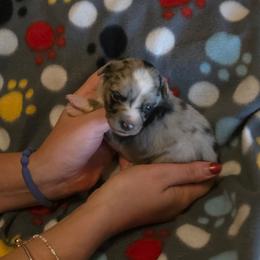 Buzz - Blue merle male Miniature Australian Shepherd puppy in Arlington, Texas from CopperHead Aussies