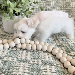 Chaps - White male Miniature Schnauzer puppy in Bluffdale, Utah from Mountain Point Schnauzers