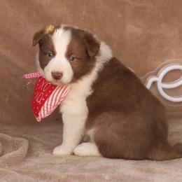 Chino - Brown Collar - Red male Border Collie puppy in Courtland, Alabama from C Bar C Ranch Border Collies