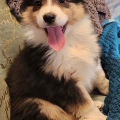 Lucy - Black and tan female Working Dog Cross puppy in Nevada, Missouri from Briarwood Collies