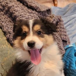 Lucy - Black and tan female Working Dog Cross puppy in Nevada, Missouri from Briarwood Collies