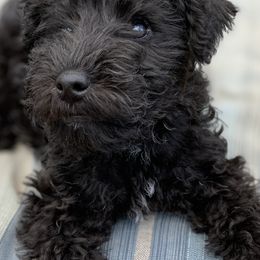 Lakeland Terrier Puppies from Well-Red Lakeland Terriers