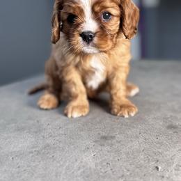 Cavalier King Charles Spaniel puppies from The Furry Godmother Cavaliers