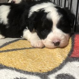 Aussiedoodle Puppies from Ohana Companions