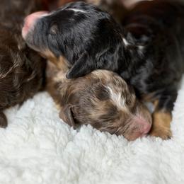 Black Tri M - Black tri-color male Aussiedoodle puppy in Belgreen, Alabama from Scott’s Farm Poodles and Doodles