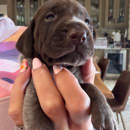 Utopia - Liver roan female German Shorthaired Pointer puppy in San Antonio, Texas from Alvarado Farm Kennels, LLC