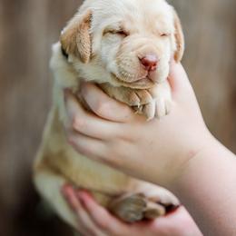 Labrador Retriever Puppies from Mid-Columbia Labradors