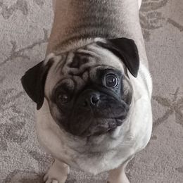 Sassy - Pug