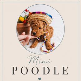 Black - Red  male Poodle puppy in Las Vegas, Nevada from Vegas Toy Poodles