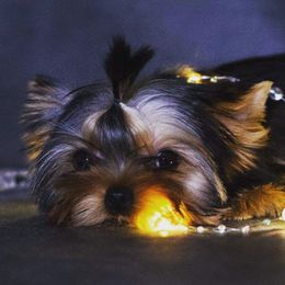 Yorkshire Terriers from Babydoll Yorkies of Texas