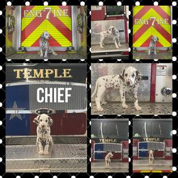 Boy 2 - White and liver brown Dalmatian puppy in Waxahachie, Texas from Tiff’s Dalmatian Plantation