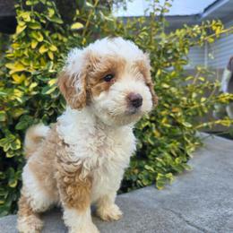 Lloyd - Yellow and white male Bernedoodle puppy in Blackfoot, Idaho from Draper Mountain Doodles