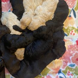 Goldendoodle Puppies from Linganore Creek Doodles